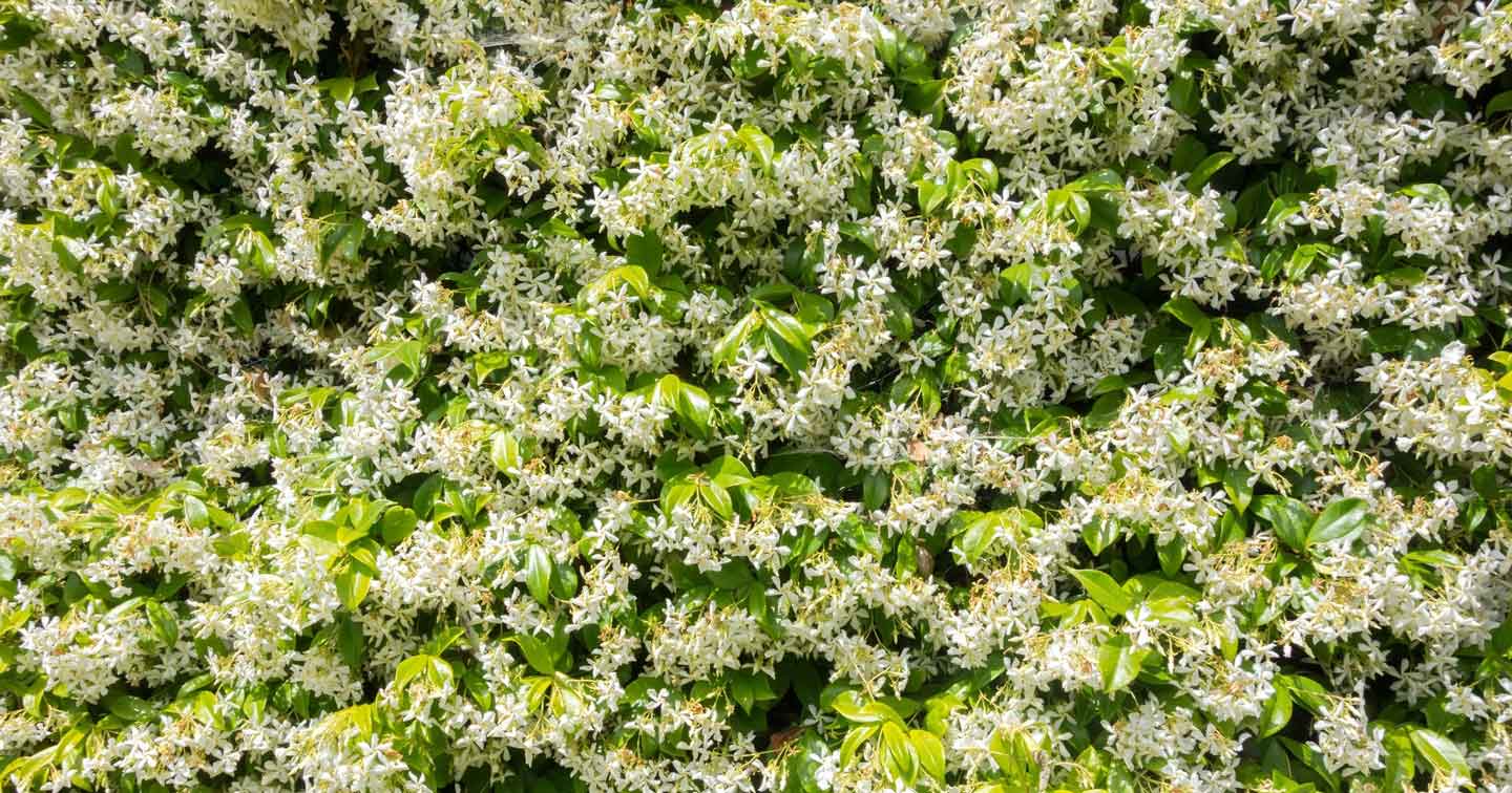 Jasmine flowers