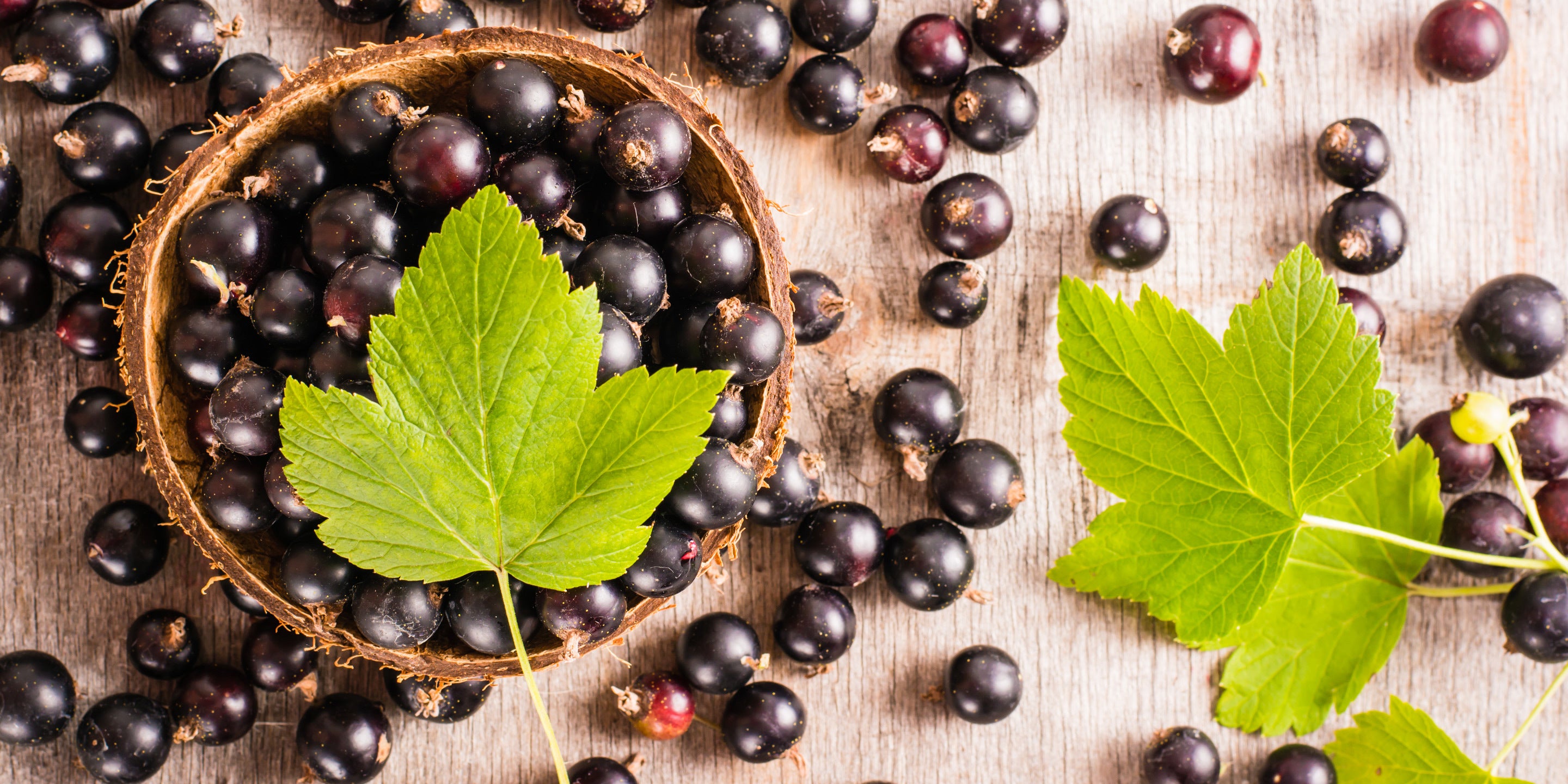 Black currants spilling out of a basket with fresh black currant leaves