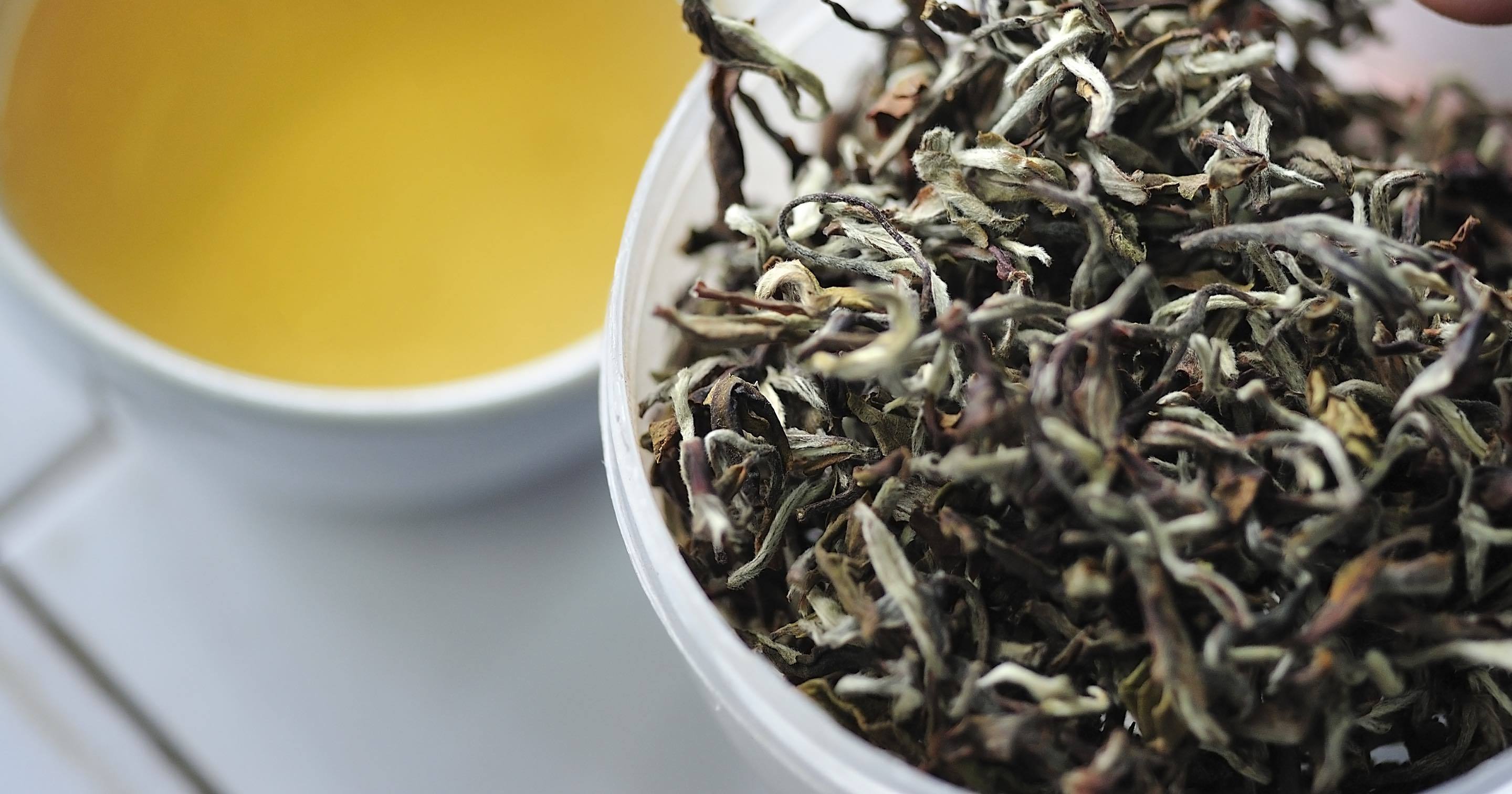 Loose leaf darjeeling tea in a white bowl with brewed tea