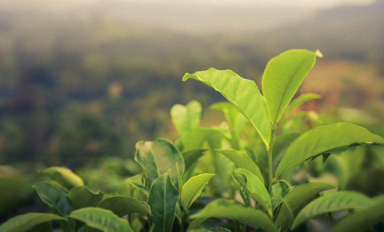Green tea leaves growing in a tea field